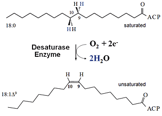 Desaturation of Fatty Acids